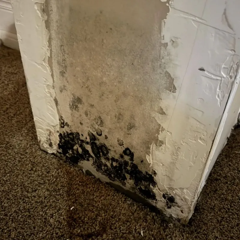 Professional Mold Removal in Campbell County, TN